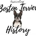 8 Important Breed Standards for Boston Terriers