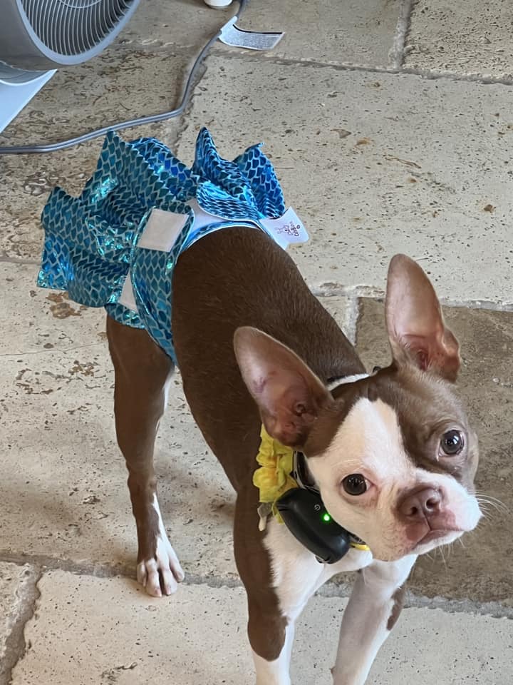 Boston Terrier wearing a skirted diaper when in heat season