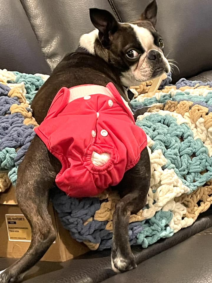 Boston girl wearing her in heat in season diaper