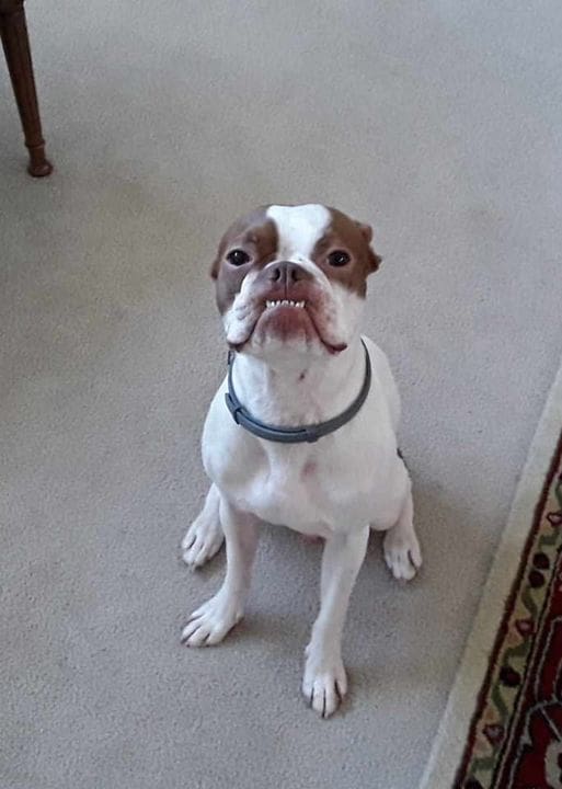 Boston Terrier Funny Face