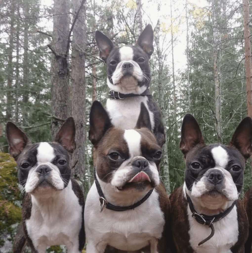 A Gang of Boston Terriers