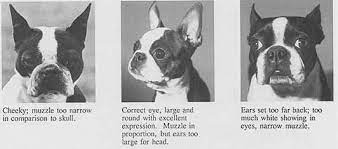 Conformation Image Courtesy of Boston Terrier Club of America