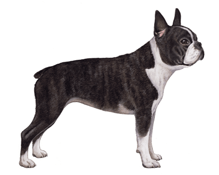 Brindle Boston Terrier