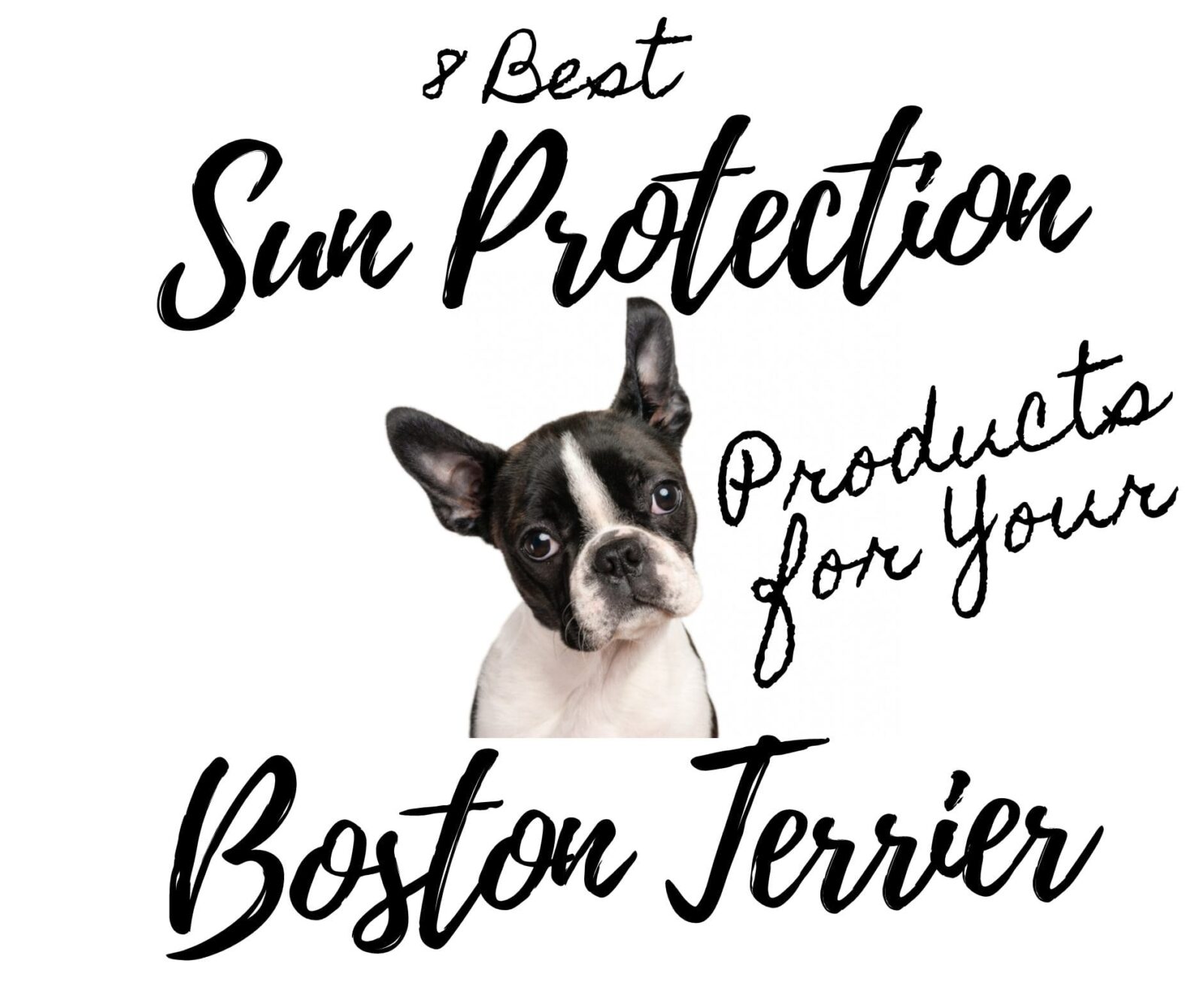 8 Best Sun Protection Products for Boston Terriers