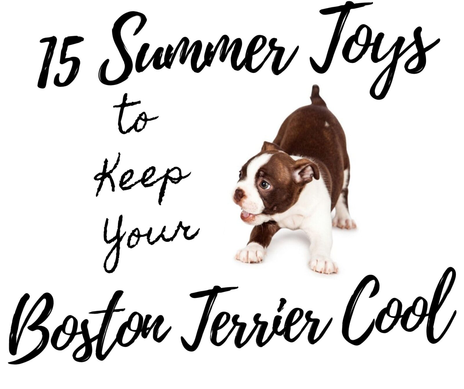 What Indoor Games Can I Play to Keep my Boston Terrier Busy? •