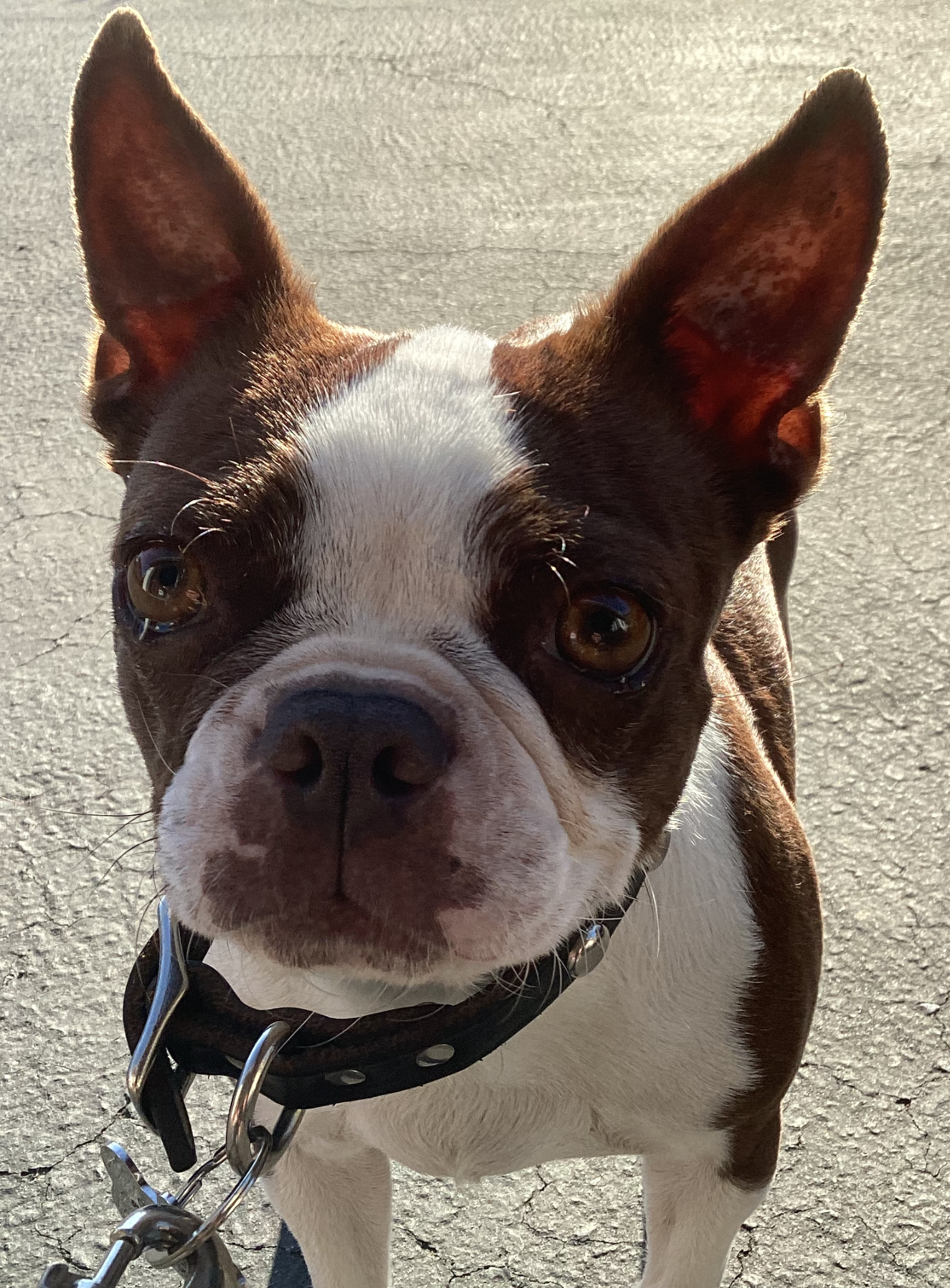 Marvelously Messy  Big puppies, Boston terrier, Pet halloween costumes