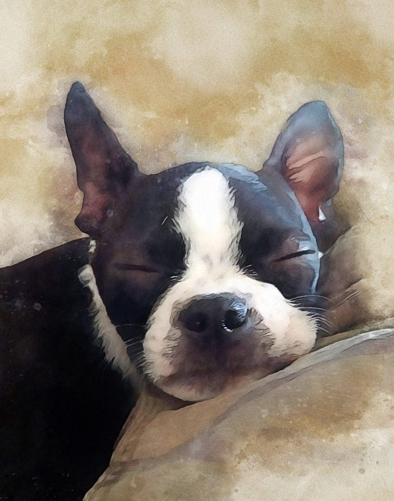 Boston Terrier with eyes closed