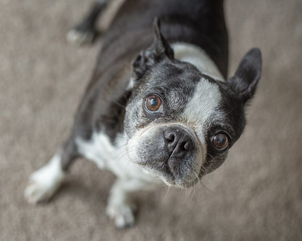 Older Boston Terrier looking up