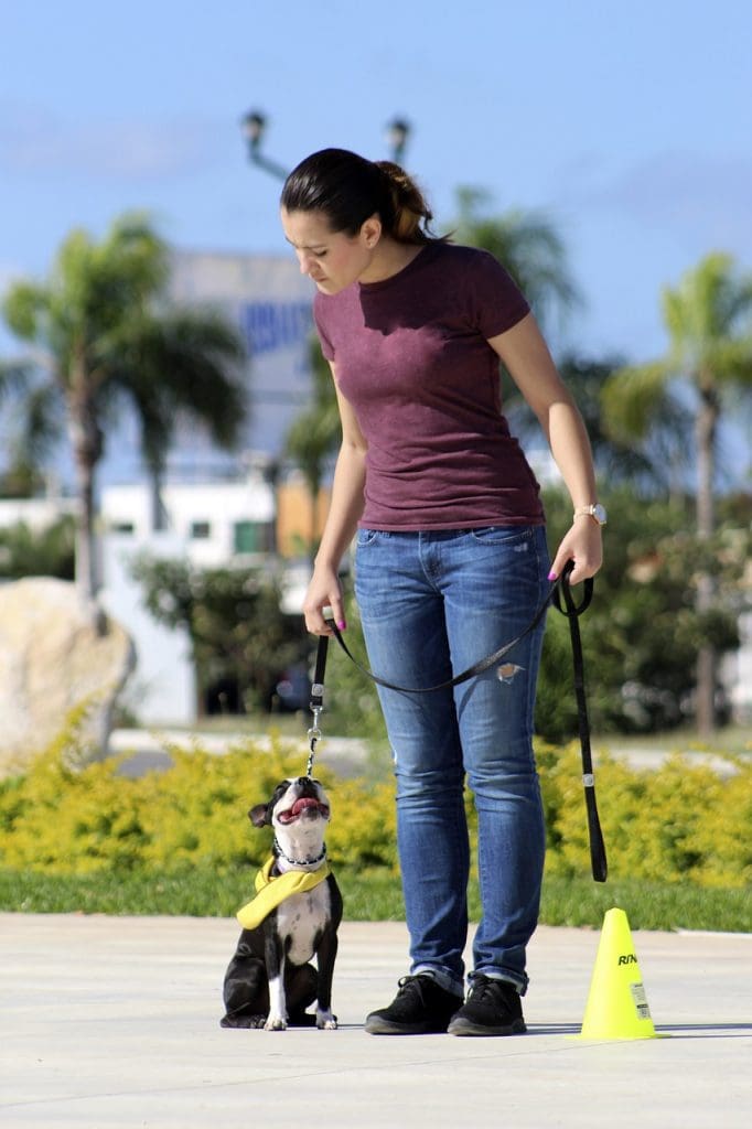 Training Boston Terrier for no leash pulling