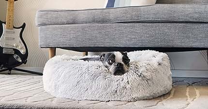 Boston Terrier in bed