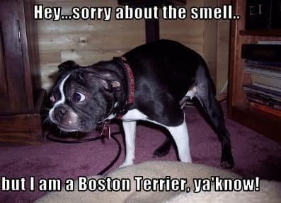 Boston Farting