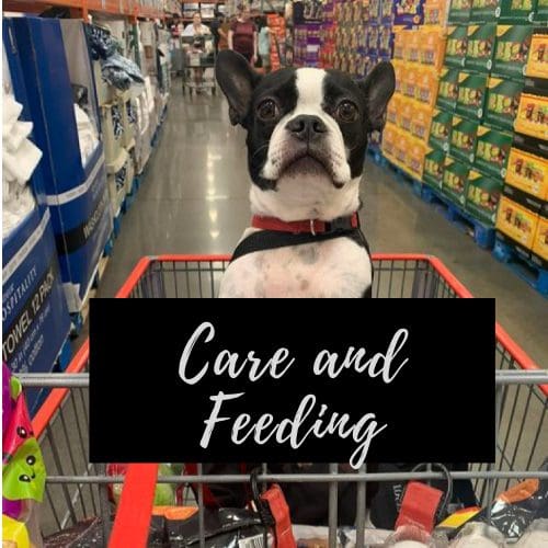 Care and Feeding For Your Boston Terrier