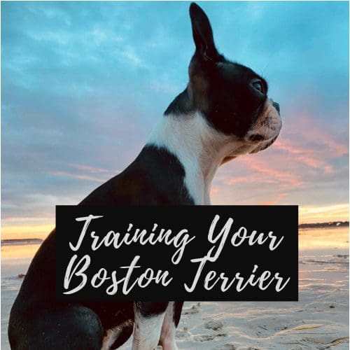 Training Your Boston Terrier