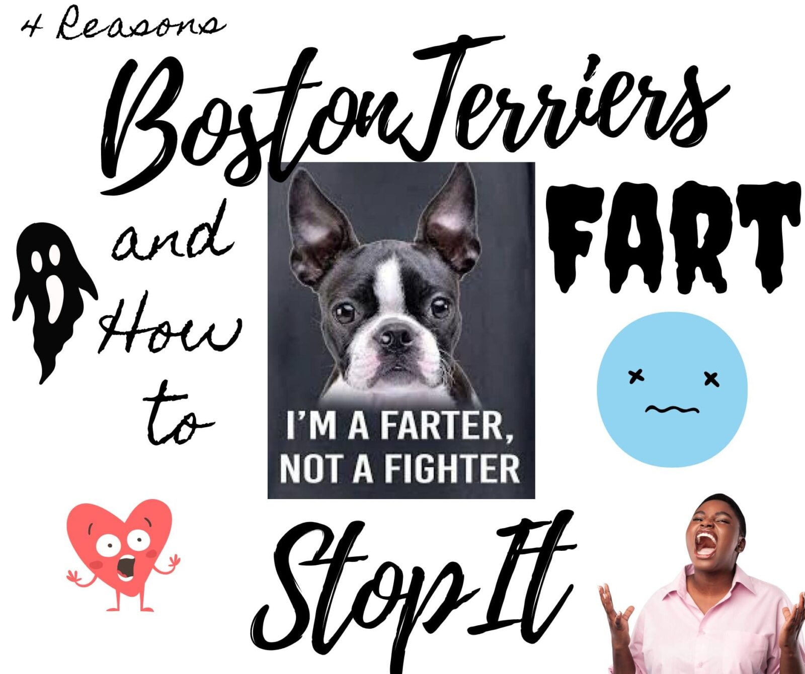 The Farting Phenomenon: 4 Reasons Boston Terriers Fart and How to Stop it