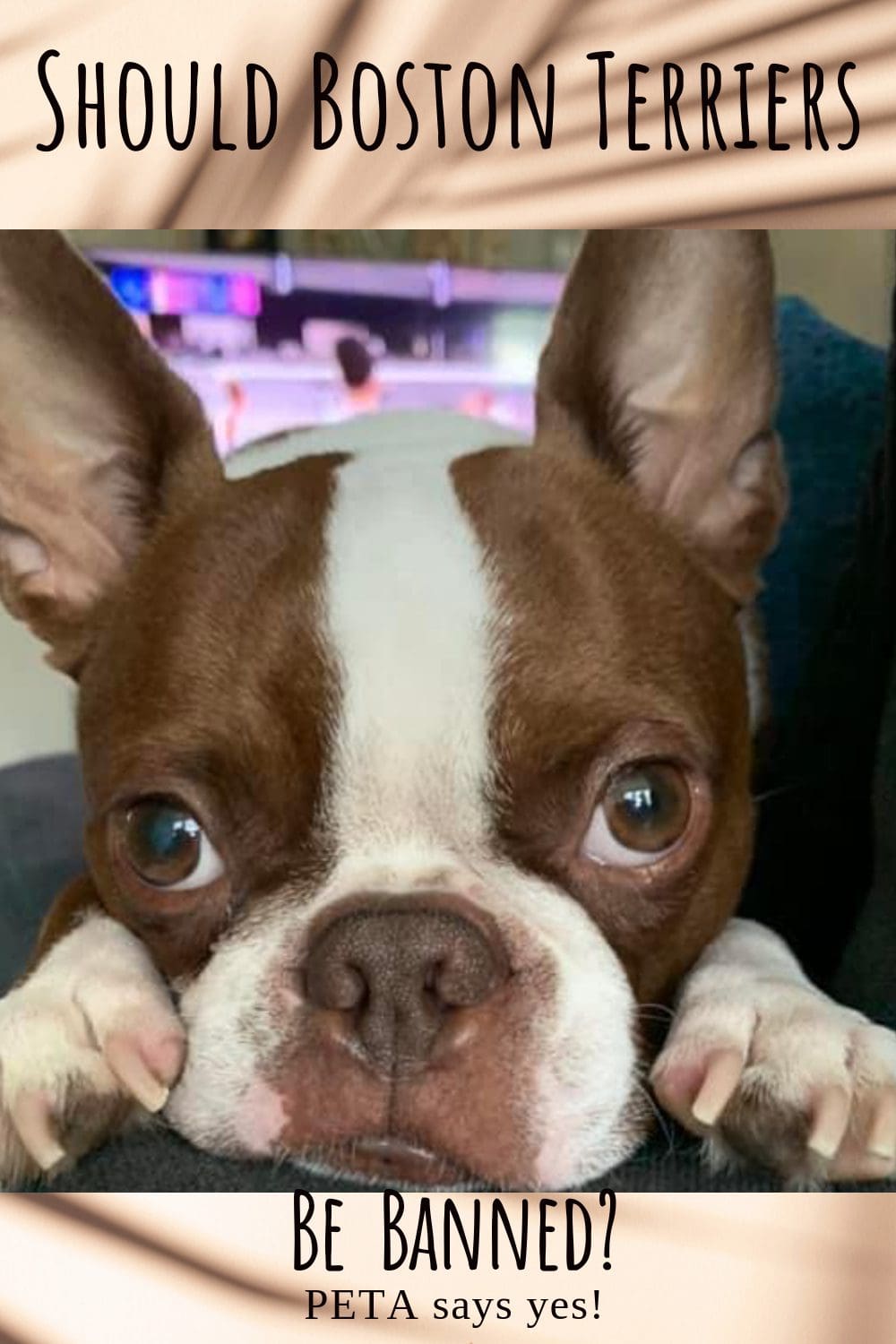 Should the Breeding of Boston Terriers Be Banned?