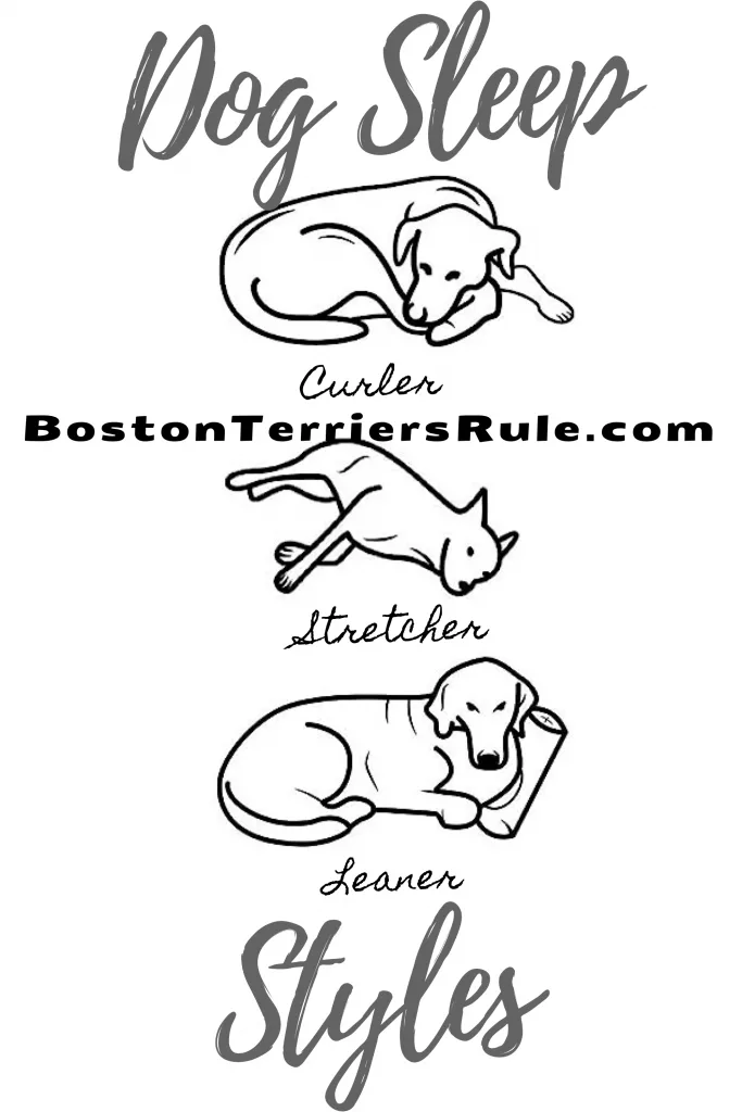 Dog Sleep Styles Graphic