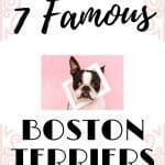 Removing Tear Stains on Boston Terriers: Causes and 7 Proven Solutions