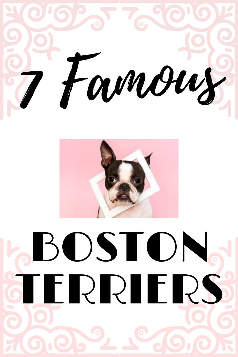 7 Famous Boston Terriers