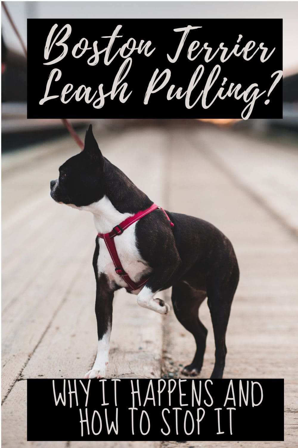 Boston Terrier Leash Pulling? 4 products to help stop it.