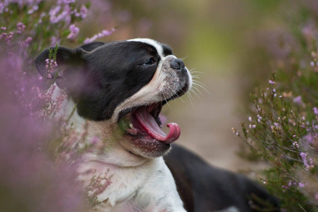 Boston Terrier Yawning in Flowers