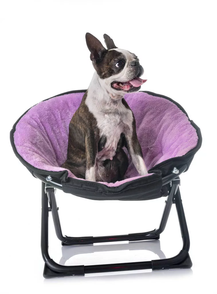 boston terrier in papasan