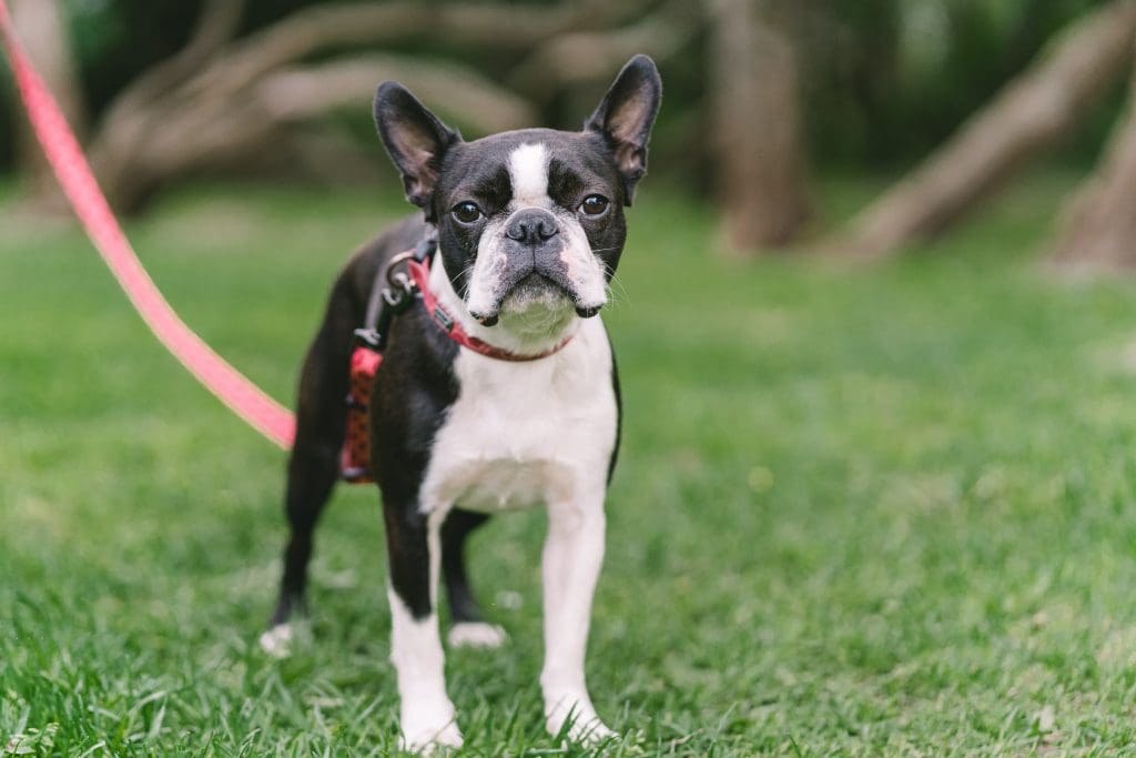 Boston Terrier on leash on a grass lawn