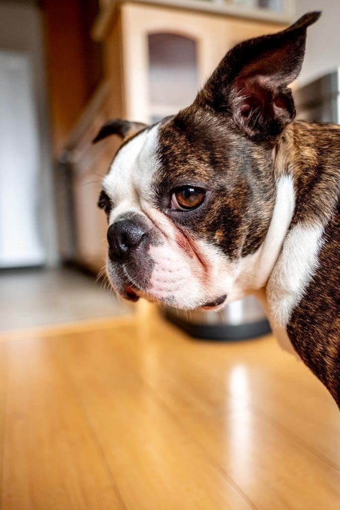 Boston Terrier with tear stains