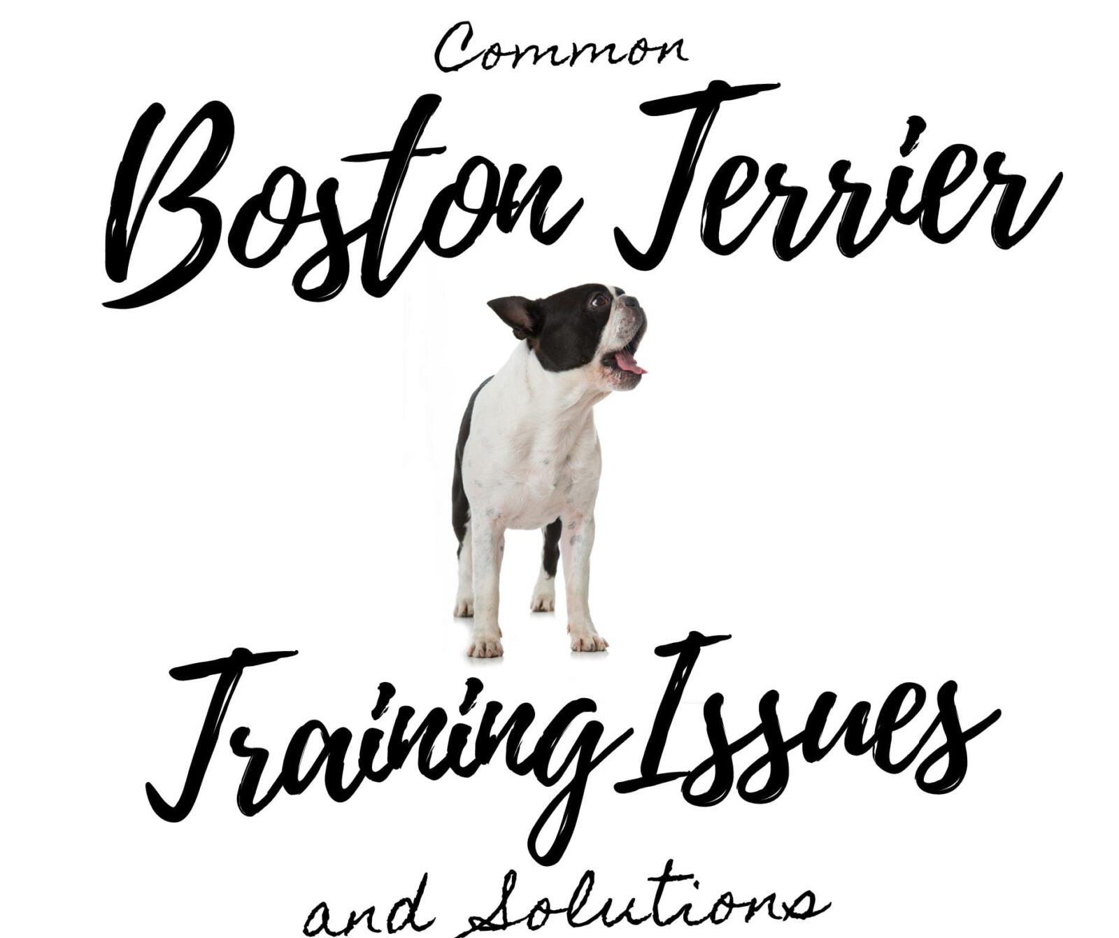 Common Boston Terrier Training Issues and Solutions