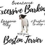 6 Common Boston Terrier Training Issues and Effective Solutions