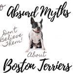 Does My Boston Terrier Know I’m Sick? 3 Easy Ways to Tell