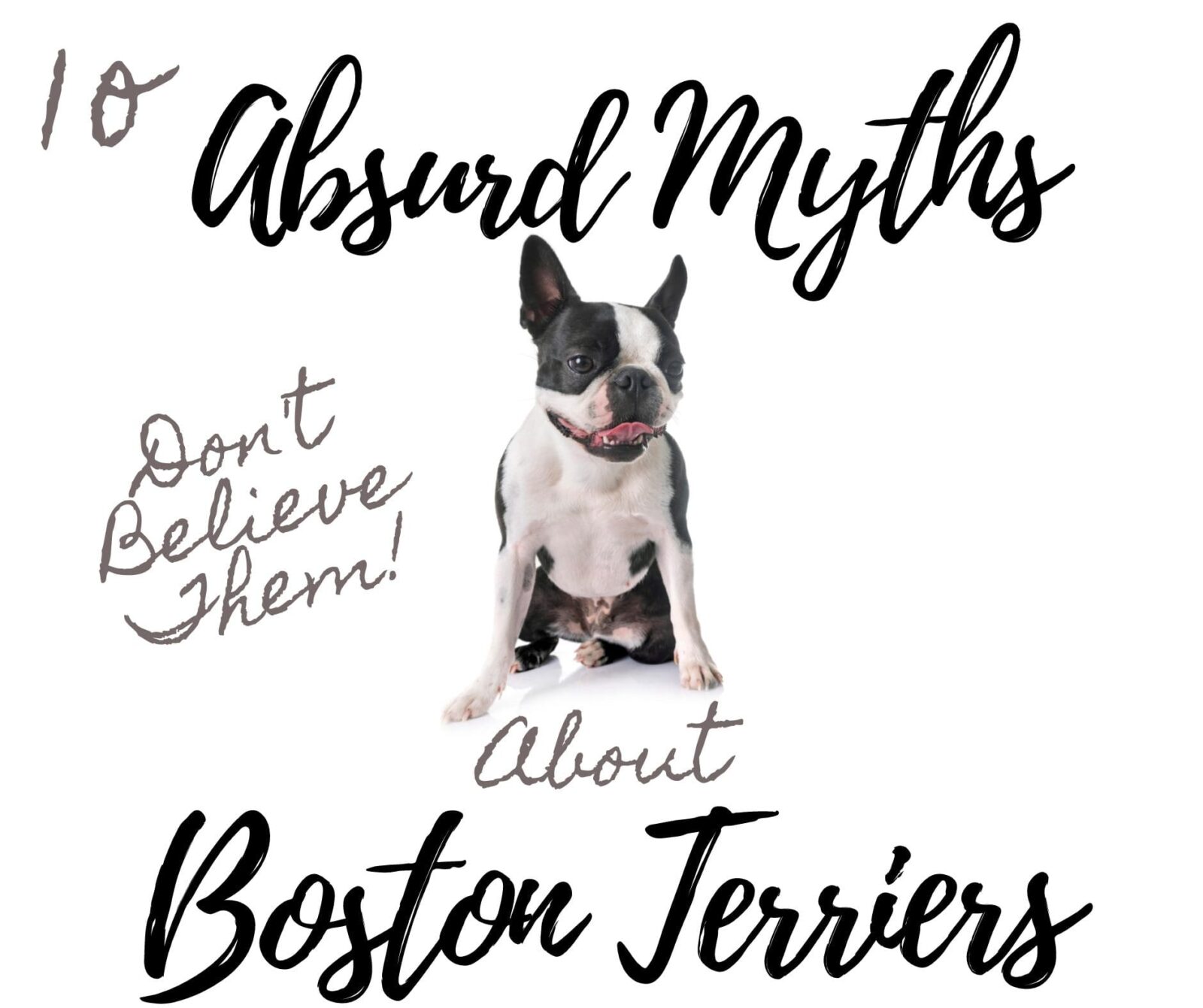 Absurd Myths About Boston Terriers