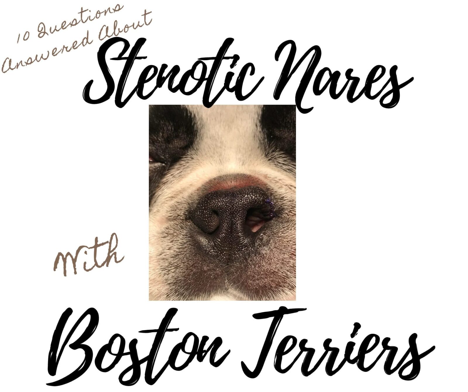 Questions Answered: Stenotic Nares with Boston Terriers