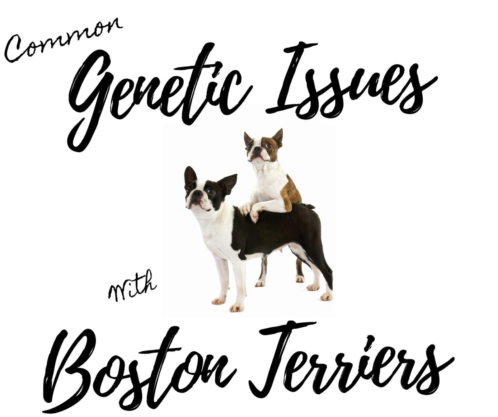 Common Genetic Issues With Boston Terriers