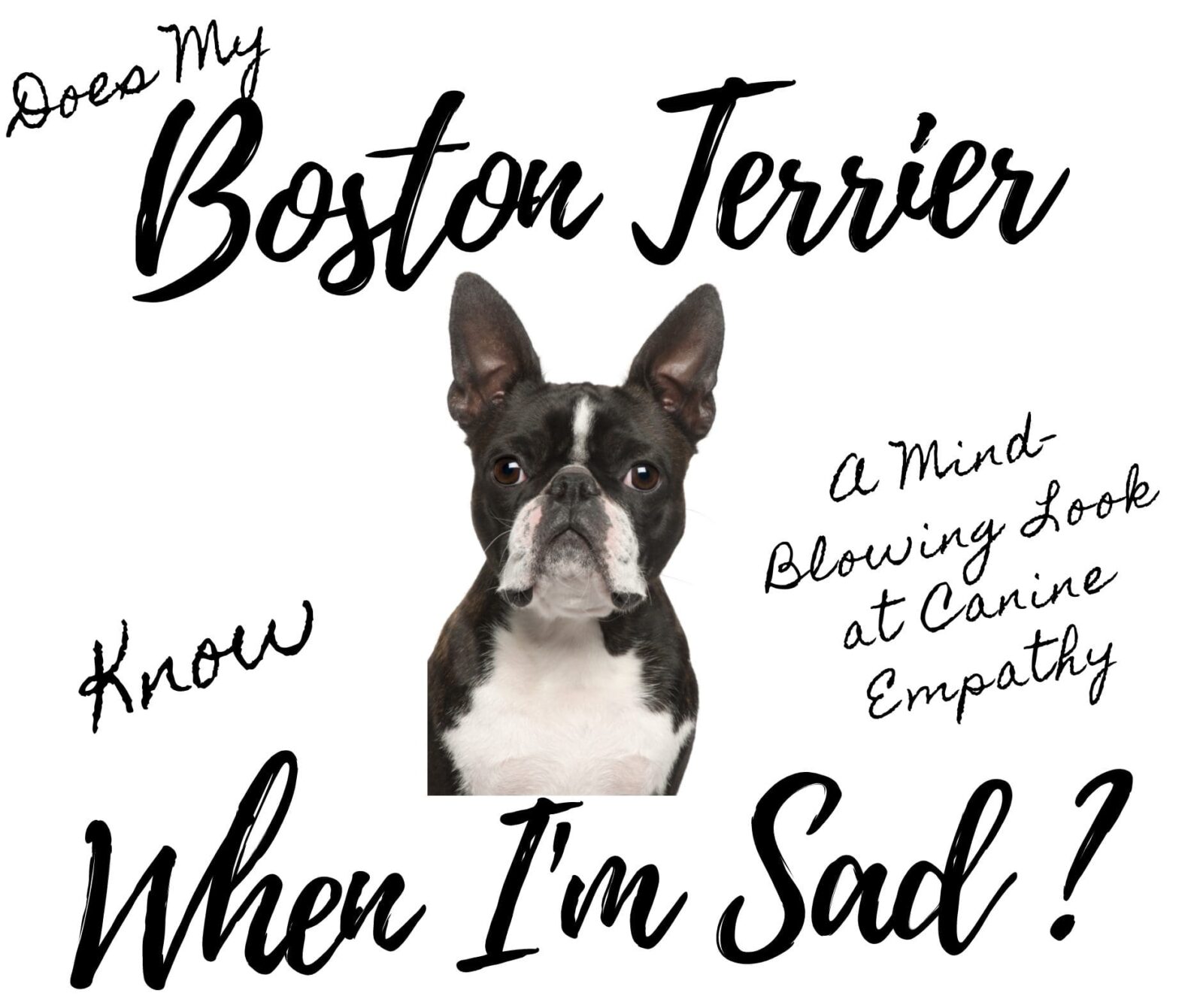 Does My Boston Terrier Know I'm Sad? A Mind-Blowing Look at Canine Empathy