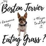 Stop the Agony of Boston Terrier Skin Allergies: 5 Causes, Signs, and Solutions