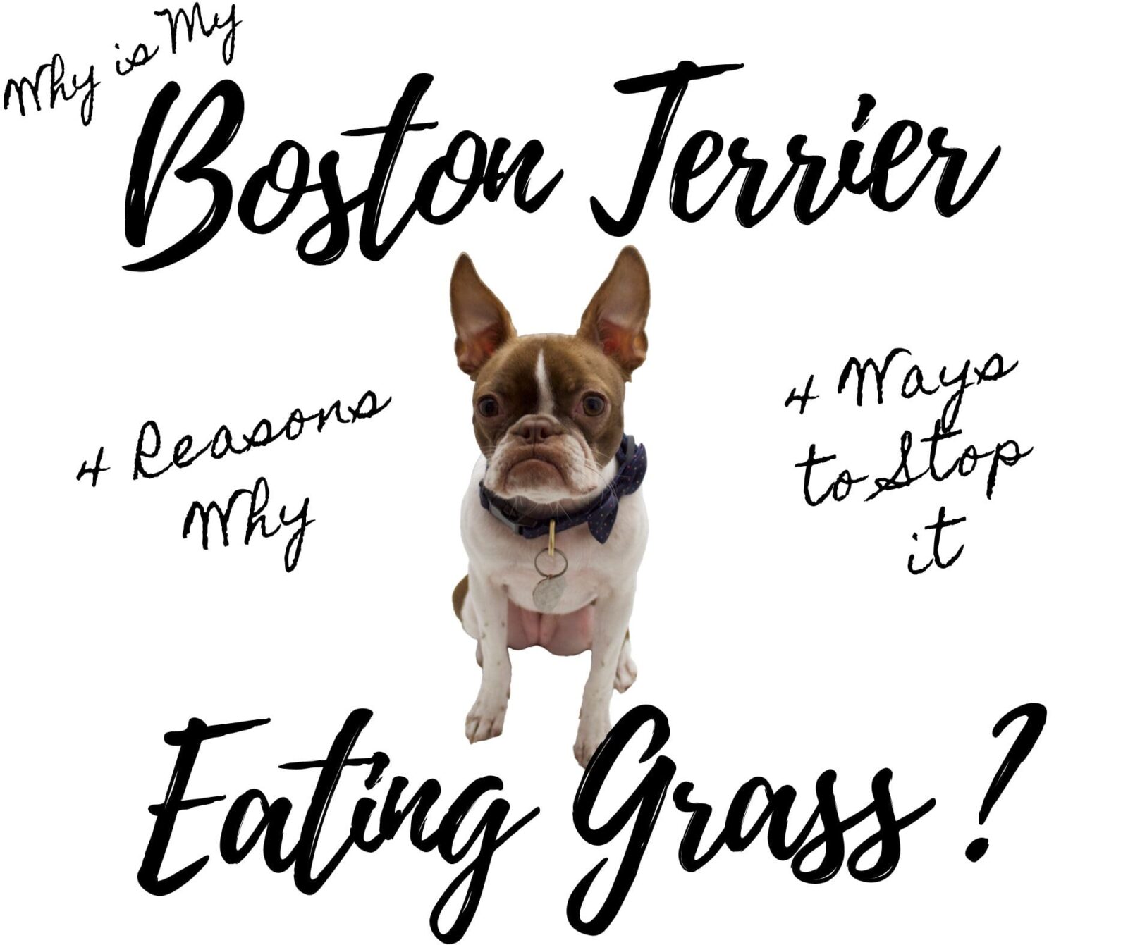 Why is my Boston Terrier Eating Grass?