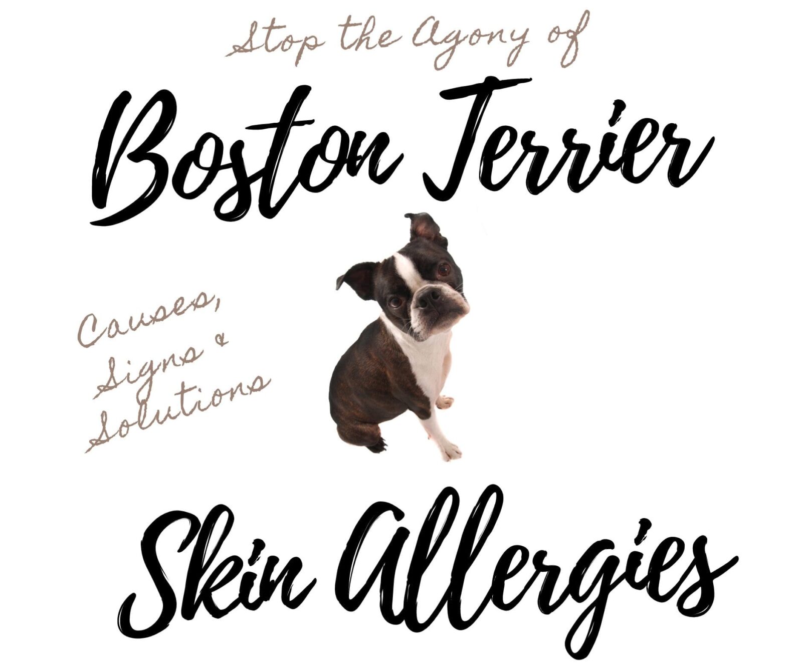 Boston Terrier Skin Allergies