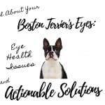 Stop the Agony of Boston Terrier Skin Allergies: 5 Causes, Signs, and Solutions