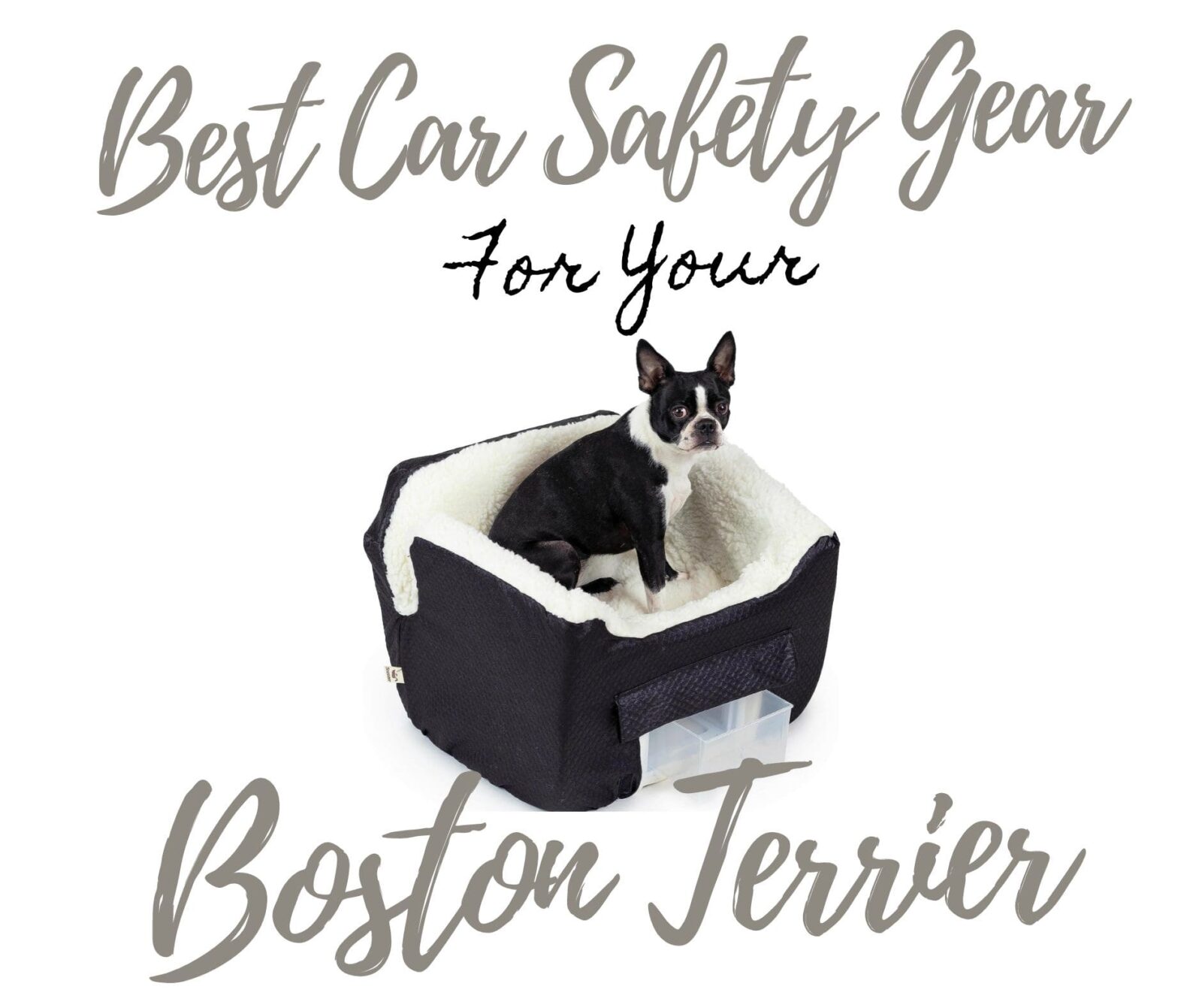 Best Boston Terrier Car Seats