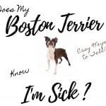 Absurd Myths About Boston Terriers: Debunking 10 of the Most Negative