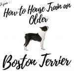 6 Common Boston Terrier Training Issues and Effective Solutions