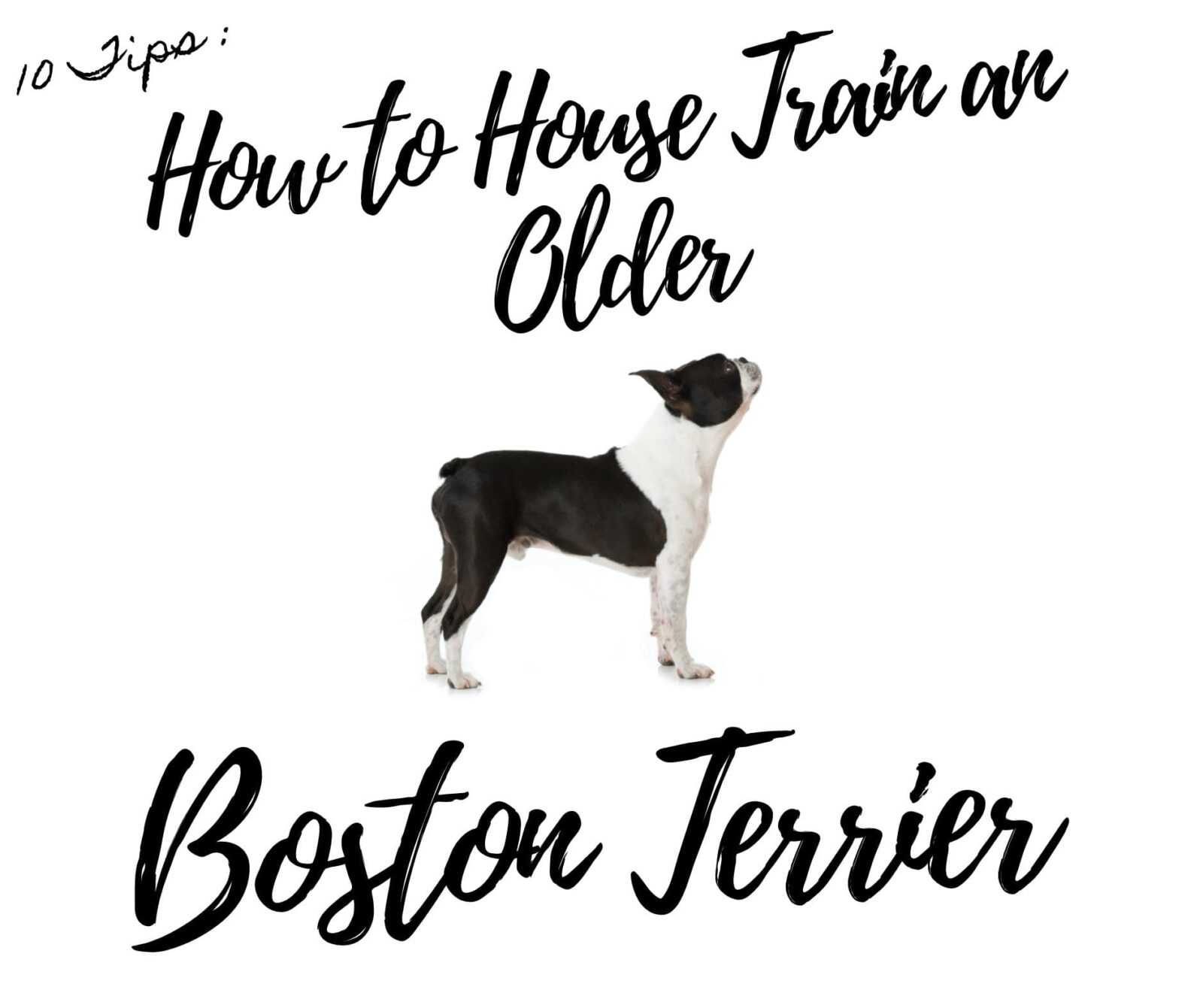 10 Tips: How to House Train an Older Boston Terrier