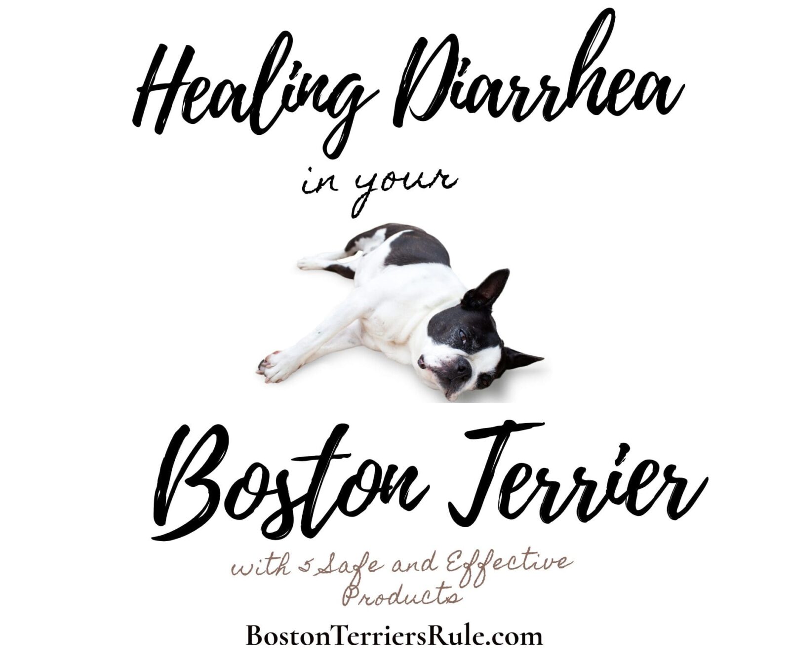 Healing Diarrhea in Your Boston Terrier