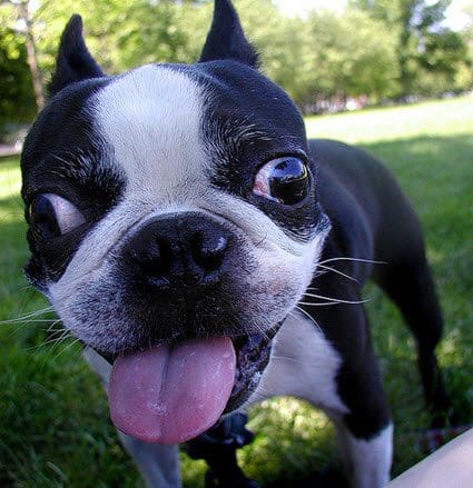 Stabismus in BostonTerrier