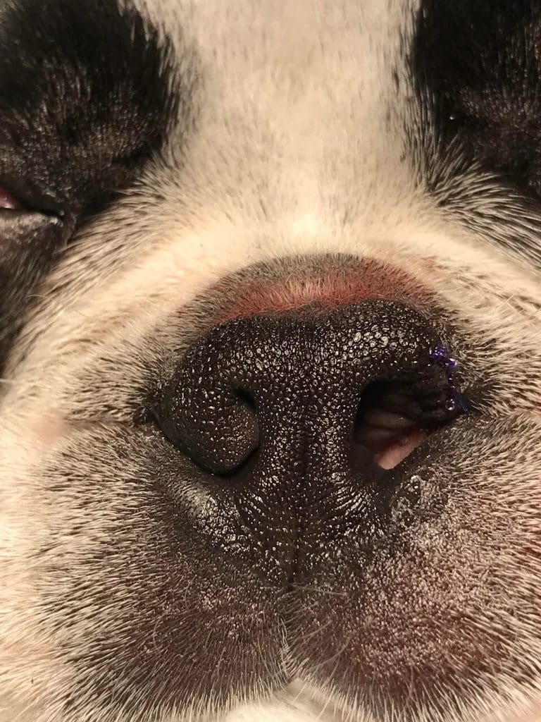 10 Questions Answered About Stenotic Nares In Boston Terriers ...