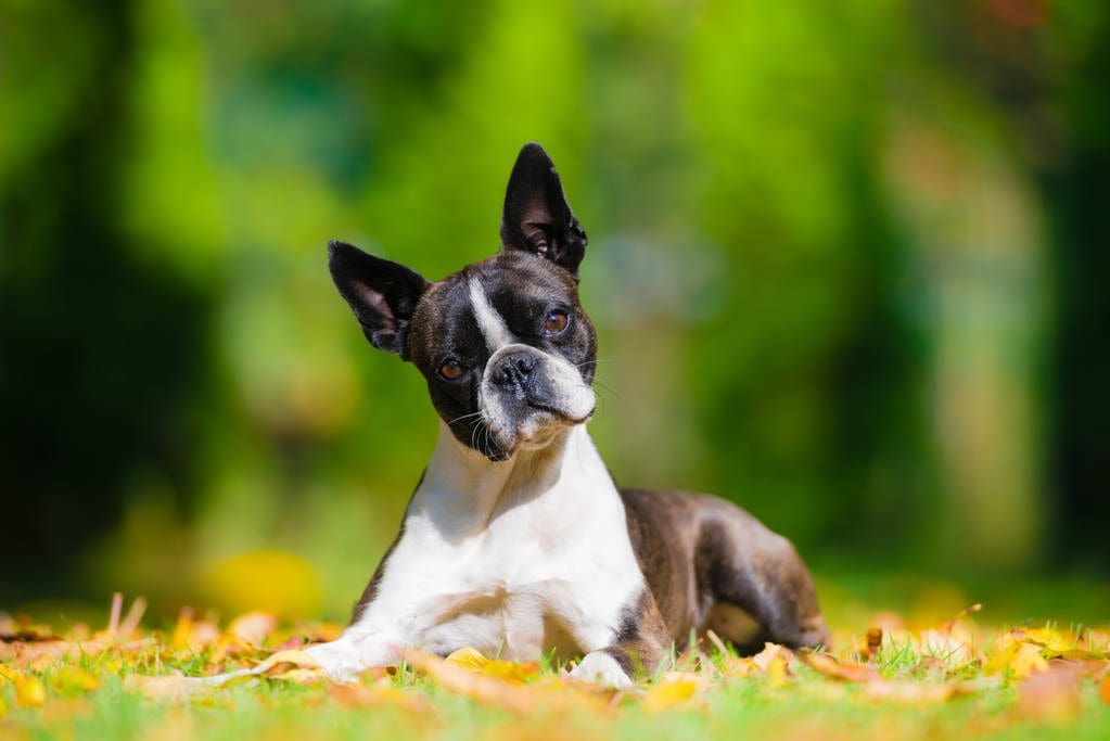 Expressive Boston Terrier Head Tilt