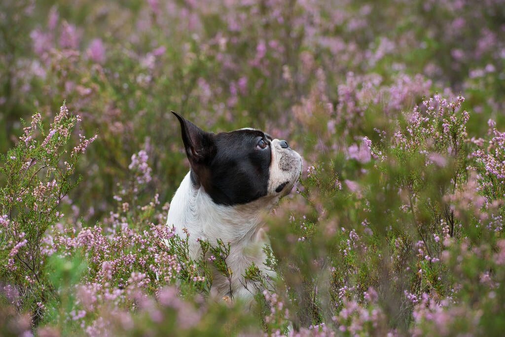 Boston Terrier in Flower Field