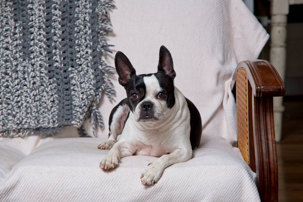 Mature Boston Terrier laying on bed