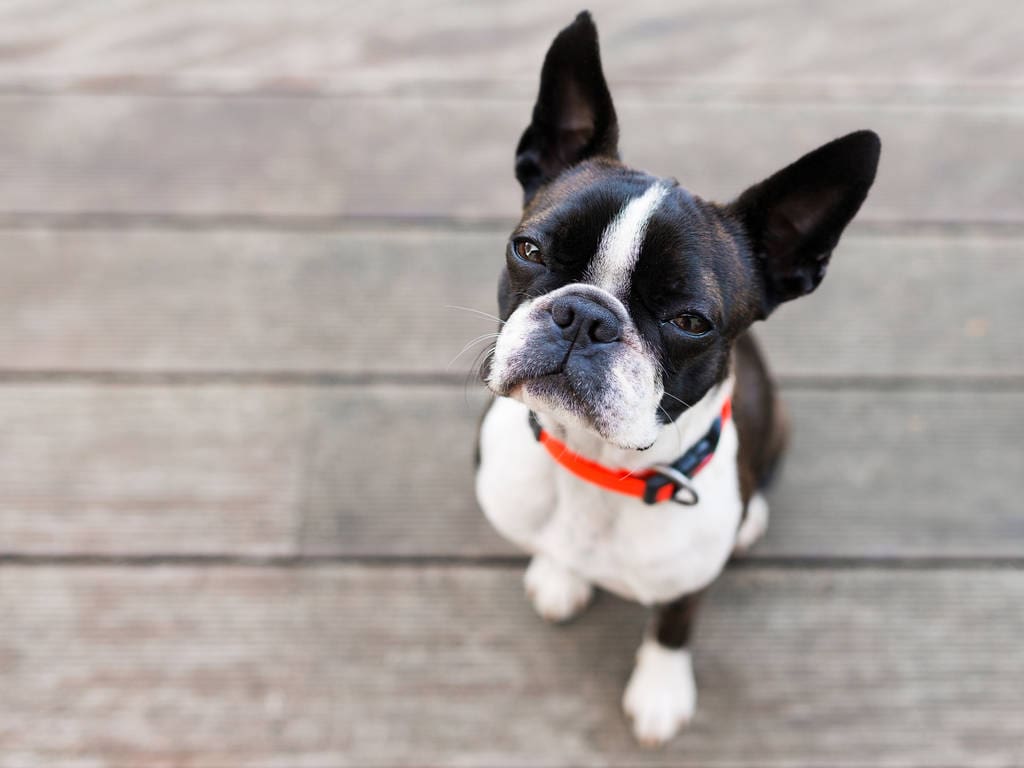 Boston terrier dog on brown terrace looking at camera