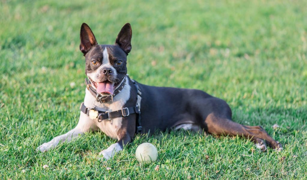 Happy Boston Terrier lying in grass